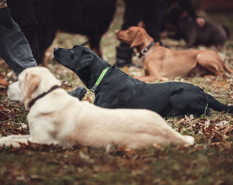 Groupe de chiens à la leçon d'obéissance.